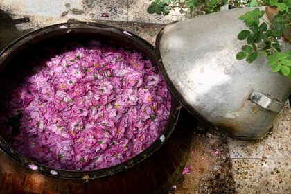 صنعت گلاب گیری در ایران سابقه چندهزار ساله دارد.